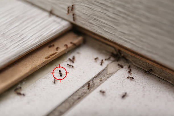 Best Residential Pest Control  in Newton Falls, OH