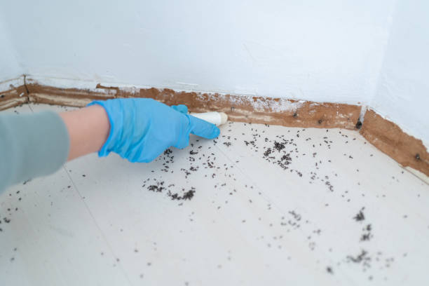 Best Termite Control Services  in Newton Falls, OH